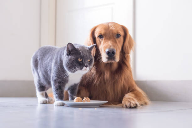 istock British shorthair cat and Golden Retriever 849069444