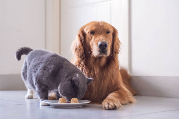istock British shorthair cat and Golden Retriever 849069448