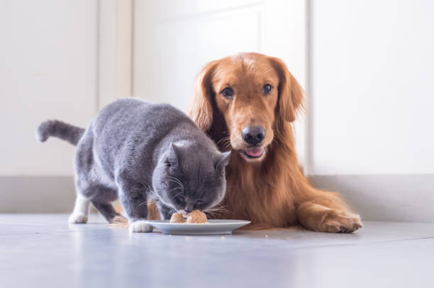 istock British shorthair cat and Golden Retriever 849069454