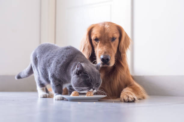 istock British shorthair cat and Golden Retriever 849069464
