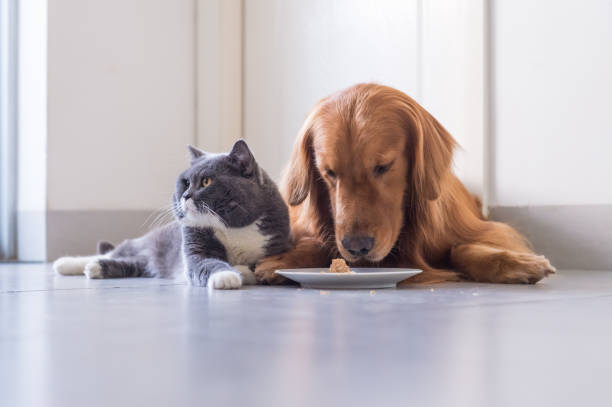 istock British shorthair cat and Golden Retriever 849069484