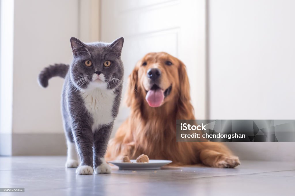 British shorthair cat and Golden Retriever Eating Stock Photo