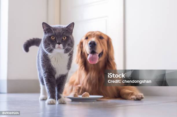 Foto de Gato Shorthair Britânico E Golden Retriever e mais fotos de stock de Comer - Comer, Comida, Comida de Bicho