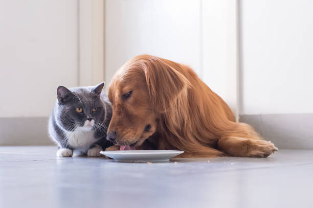 istock British shorthair cat and Golden Retriever 849069548