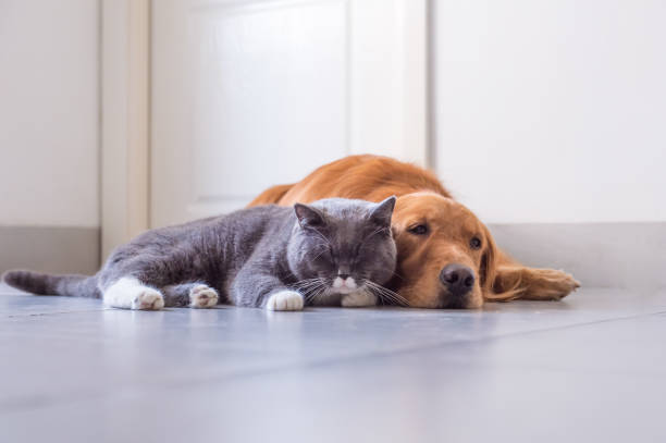 istock British shorthair cat and Golden Retriever 849069604