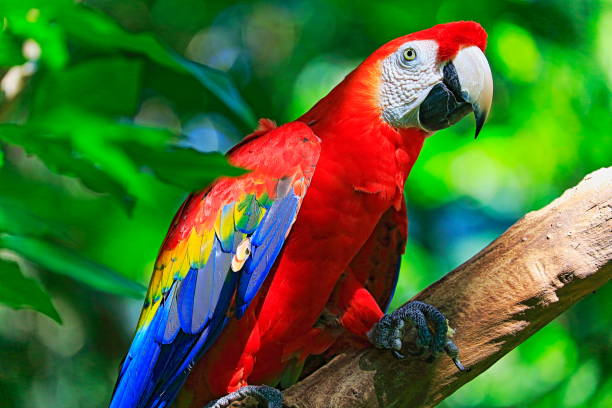 safári de animal birdwatch idílica: bonito e curioso colorido vermelho, azul e amarelo papagaio arara tropical pássaro empoleirar-se no fundo de natureza verde da floresta – zonas úmidas do pantanal e amazônia, brasil - iguacu national park - fotografias e filmes do acervo