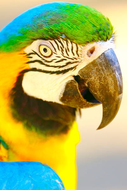 idyllische tier birdwatch safari: schön und neugierig blau und gelb papagei ara tropischer vogel auf natur hintergrund – pantanal sumpfgebiete und amazonas-regenwald, brasilien - gelbbrustara stock-fotos und bilder