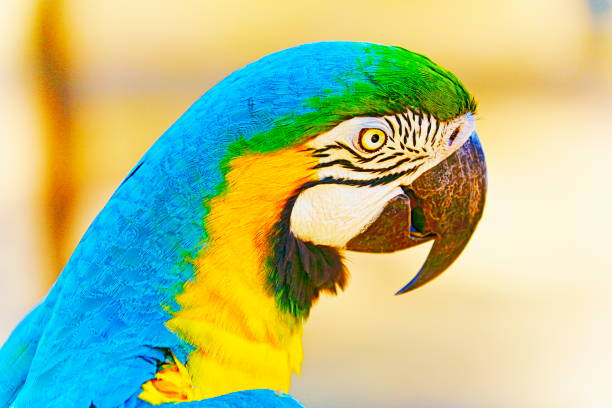 idyllische tier birdwatch safari: schön und neugierig blau und gelb papagei ara tropischer vogel auf natur hintergrund – pantanal sumpfgebiete und amazonas-regenwald, brasilien - gelbbrustara stock-fotos und bilder
