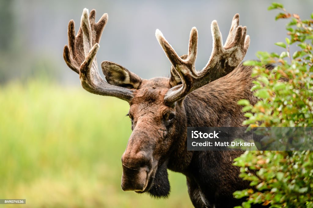 Grandy A portrait of a Colorado Bull Moose in the wilderness. Moose Stock Photo