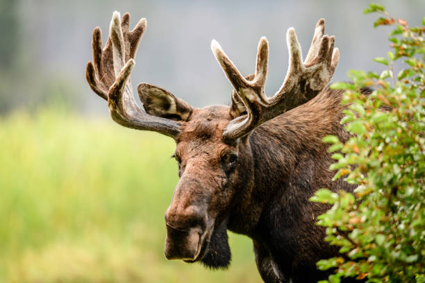 Grandy A portrait of a Colorado Bull Moose in the wilderness. bull pine stock pictures, royalty-free photos & images
