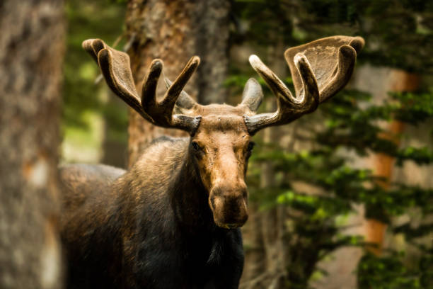 The Forester A bull moose stands alert in a Colorado pine forest. bull pine stock pictures, royalty-free photos & images