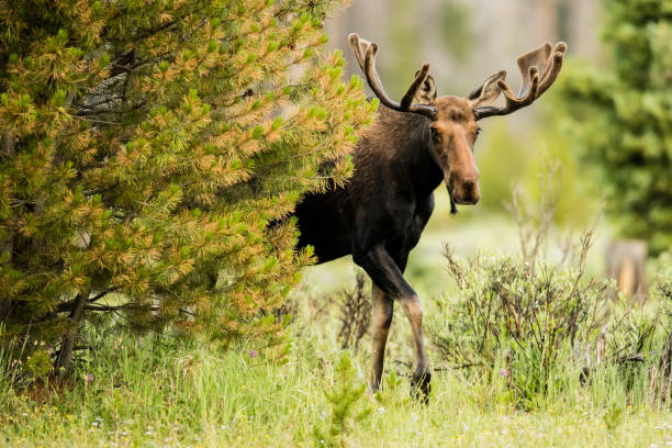 Tip Toe A bull moose walks through the Kawuneeche Valley in Rocky Mountain National Park. bull pine stock pictures, royalty-free photos & images