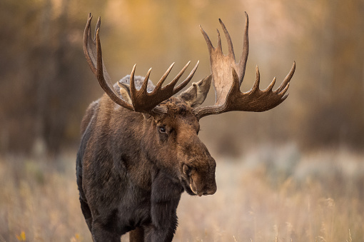 A portrait of an older bull moose in the greater Yellowstone ecosystem, know by the locals as Washakie.