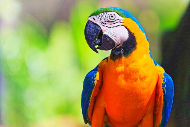 idyllische tier birdwatch safari: schön und neugierig blau und gelb papagei ara tropischer vogel auf natur hintergrund – pantanal sumpfgebiete und amazonas-regenwald, brasilien - gelbbrustara stock-fotos und bilder