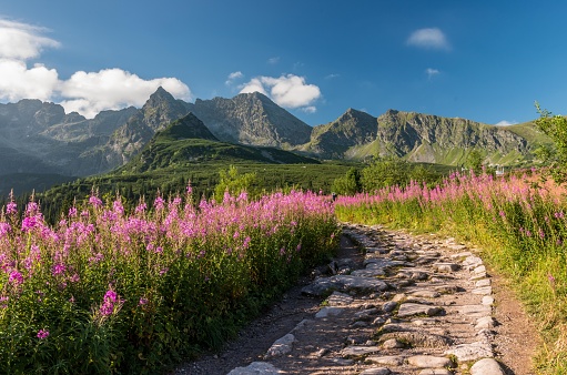 Krajobraz Wysokogórski Tatr ćwiczenia Tatry Krajobraz Polski Kolorowe Kwiaty W Dolinie Gasienicowa Letni