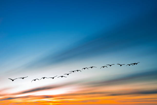 istock Autumn or spring migration of birds 849077796