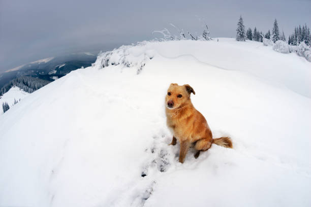 istock dog in the mountains 849078542