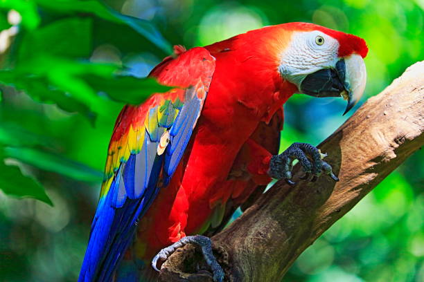 Idyllic Animal Birdwatch Safari Beautiful And Curious Scarlet Red Blue And  Yellow Parrot Macaw Tropical Bird Perching On Green Rainforest Nature  Background Pantanal Wetlands And Amazon Rainforest Brazil Stock Photo -  Download