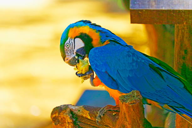 idyllische tier birdwatch safari: schön und neugierig blau und gelb papagei ara tropischer vogel essen auf natur hintergrund – pantanal sumpfgebiete und amazonas-regenwald, brasilien - gelbbrustara stock-fotos und bilder