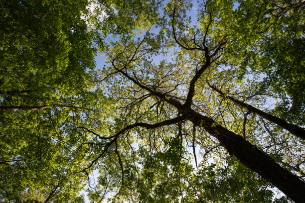istock A view from below of some tall trees in spring against a blue sky 849082572
