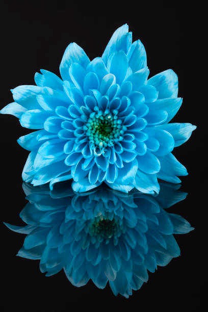 istock Single blue chrysanthemum flower on black background, reflection,  close up 849082778