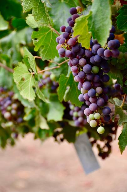 napa uvas en vid - napa grape vineyard vine fotografías e imágenes de stock