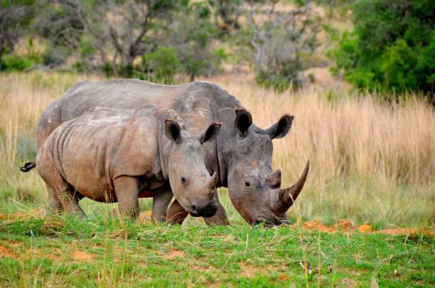 rinocerontes - rinoceronte fotografías e imágenes de stock