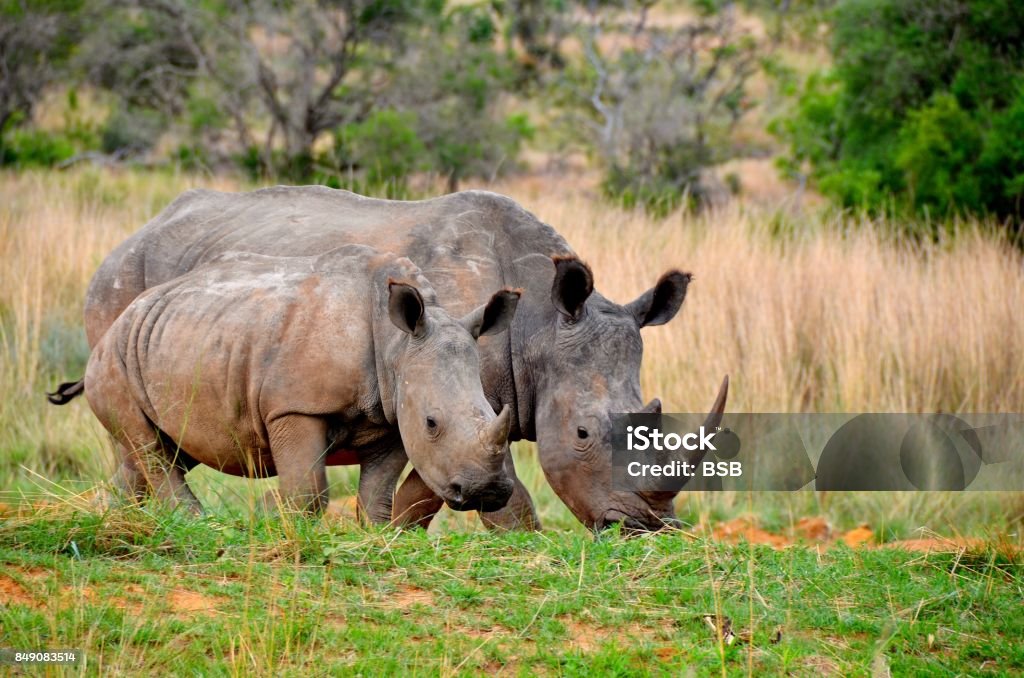 Rhinocéros - Photo de Rhinocéros libre de droits