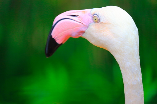 Idyllic Animal Birdwatch safari: Beautiful andean Flamingo head, tropical freshwater bird with long neck – Atacama desert – Laguna Colorada, Bolivian Andes