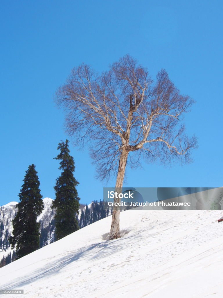 A Lonely Tree with Snow Mountain. Sonamarg, Kashmir, India in Winter A Lonely Tree with Snow Mountain. Sonamarg, Kashmir, India in Winter Time Adventure Stock Photo