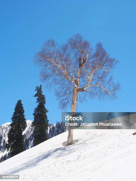 A Lonely Tree With Snow Mountain Sonamarg Kashmir India In Winter Stock Photo - Download Image Now