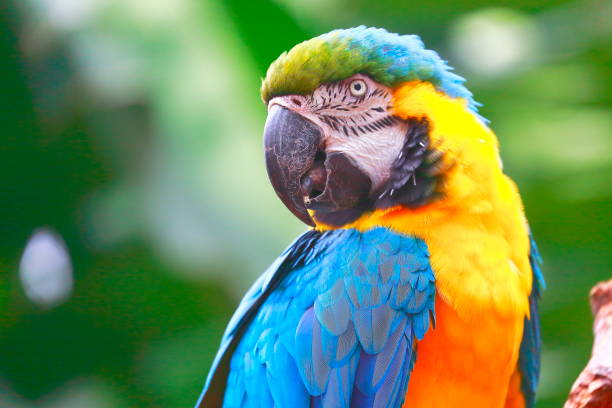 idyllische tier birdwatch safari: schön und neugierig blau und gelb papagei ara tropischer vogel auf natur hintergrund – pantanal sumpfgebiete und amazonas-regenwald, brasilien - gelbbrustara stock-fotos und bilder