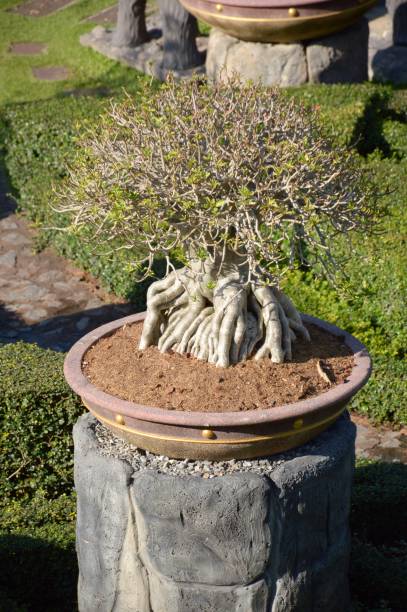 istock bonsai in nature garden 849086370