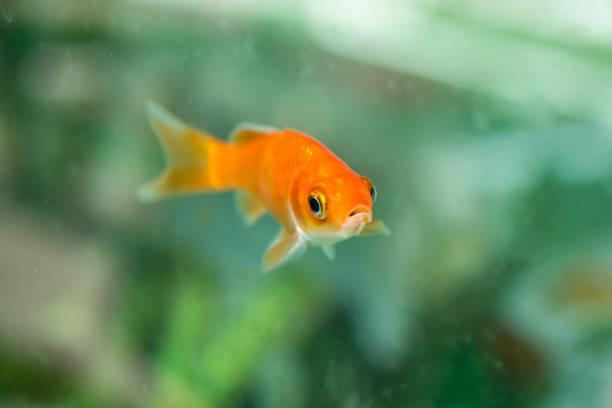 istock Colorful fish swimming in aquarium 849089542