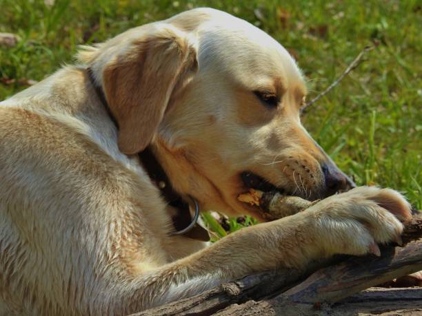 istock Dog playing with a wooden stick 849089874