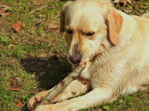 istock Dog playing with a wooden stick 849089884