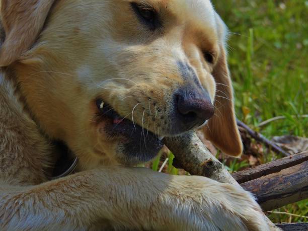 istock Dog playing with a wooden stick 849089886
