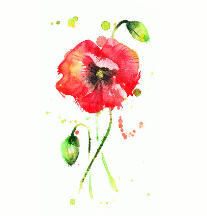 watercolor drawing with splashes and streaks of a red poppy flower