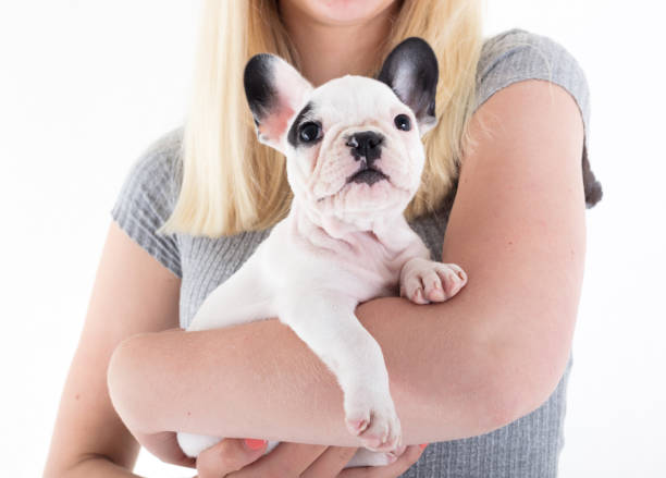 istock French bulldog puppy 849093858