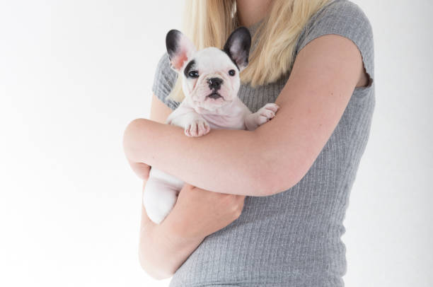 istock French bulldog puppy 849093992