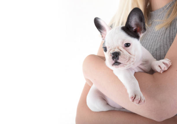 istock French bulldog puppy 849096784