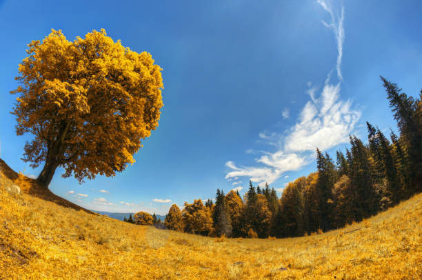 istock lonely yellow tree in the alpine meadow against a deep blue sky with clouds 849097496