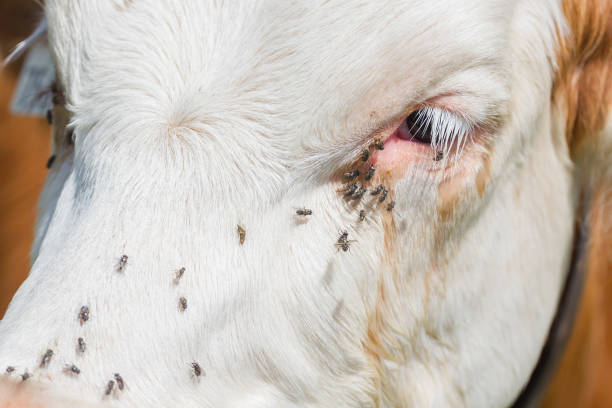 istock Milk cow in a meadow, Austria 849098168