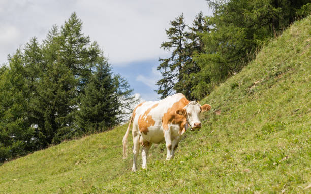 istock Milk cow in a meadow, Austria 849098428