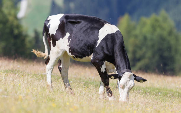 istock Milk cow in a meadow, Austria 849098632