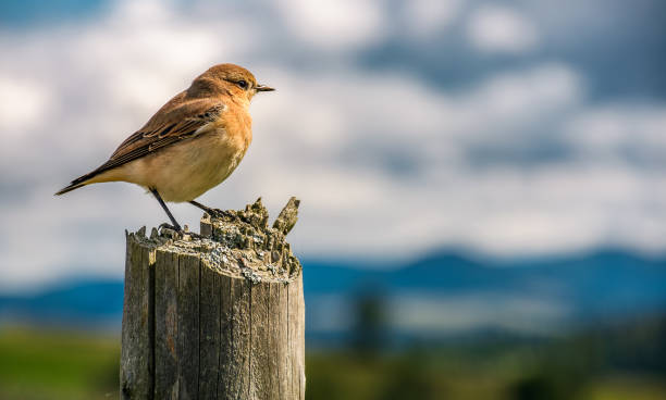 istock curious sparrow on a fence looks in to mountains 849109492