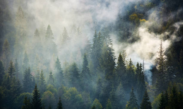 istock smoke rise above spruce forest 849109506