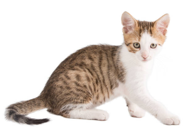 istock Kitten with striped hair isolated on white background 849110994