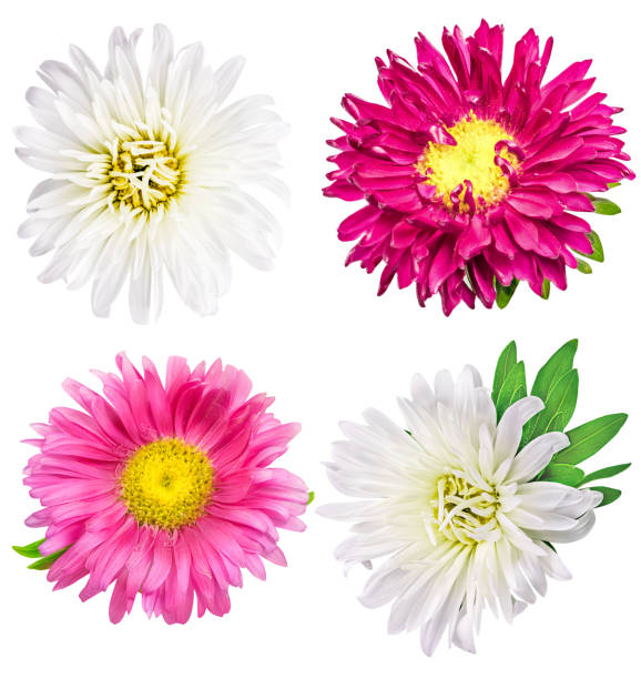 istock Daisy chrysanthemum chamomile isolated on white background 849113356