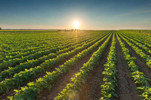 gesunden sojabohnen bei sonnenuntergang - monoculture summer plants nature stock-fotos und bilder